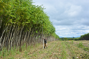 willow field