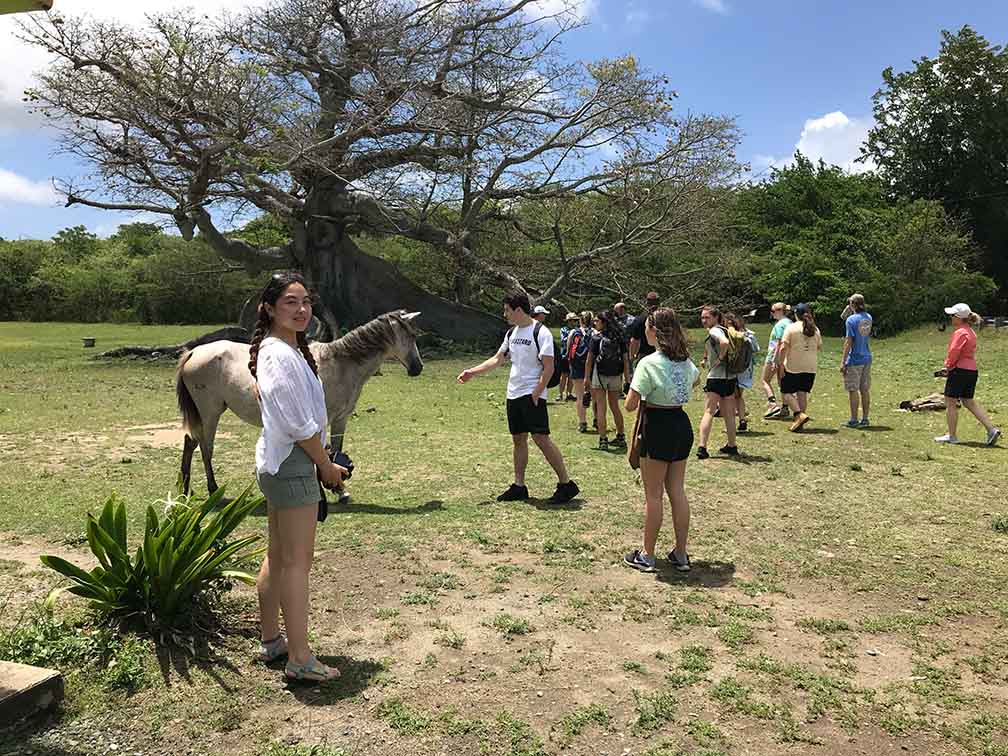 Students in summer studio outdoors with a horse. The tree in the background is iconic with a trunk that looks like the North Face of a major mountain and its branches are reaching towards the sky.