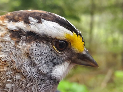 white throated sparrow