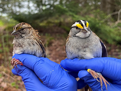 tan-stripe and white-stripe pair