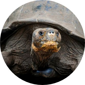Tortoise