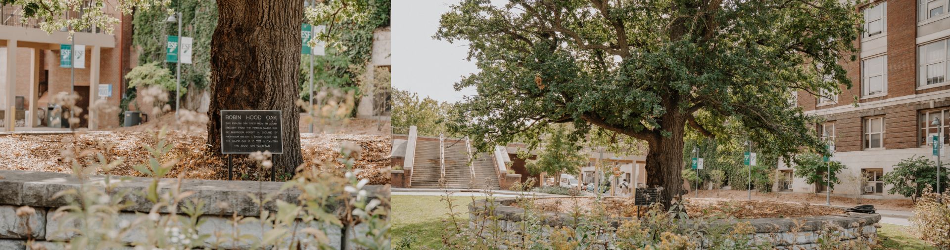 Robin Hood Oak outside of Bray Hall