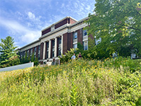 Meadow