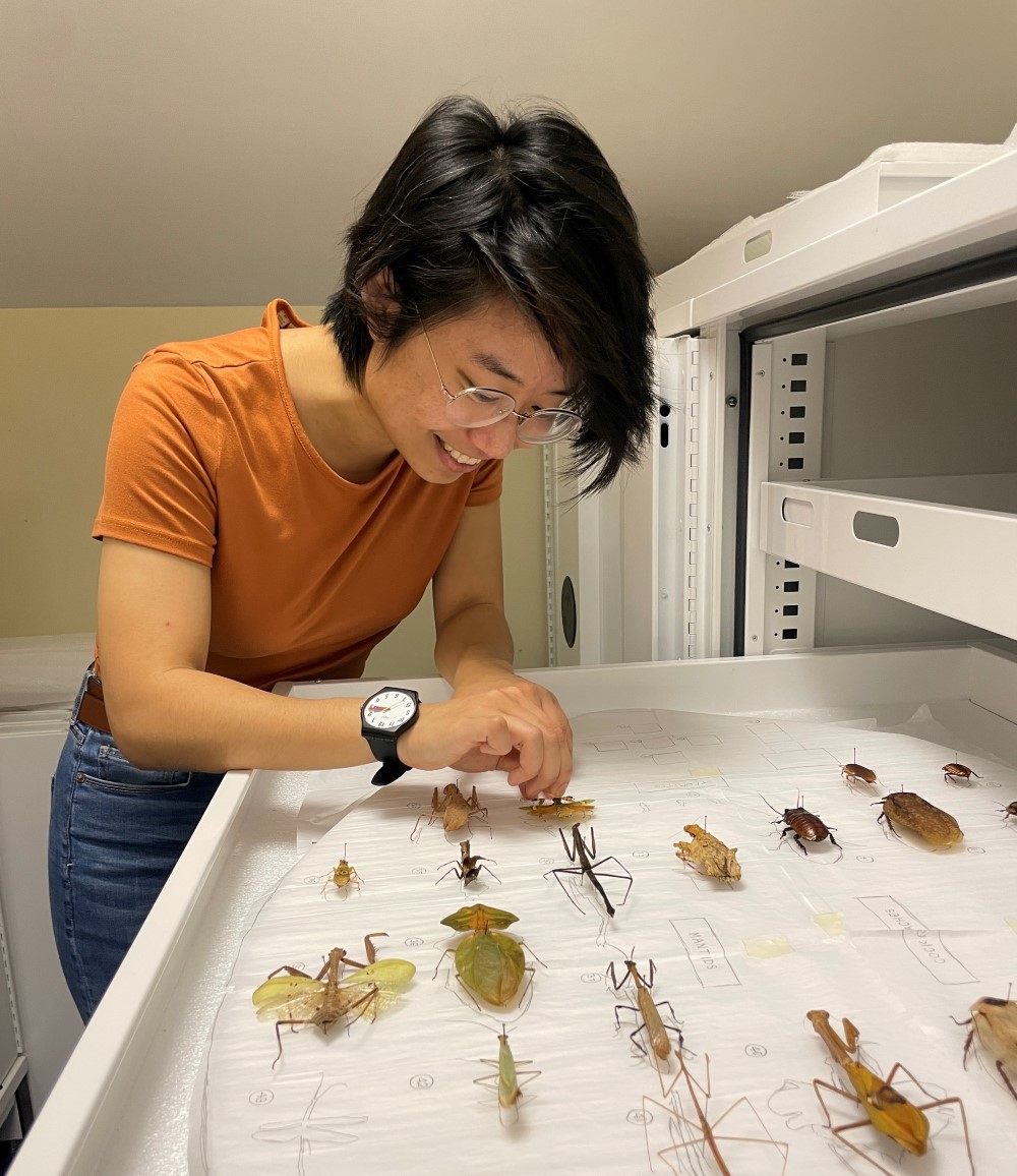 Woman with glasses and black hair leaning over a draw full of insects laid out and neatly organized on a white sheet of paper.