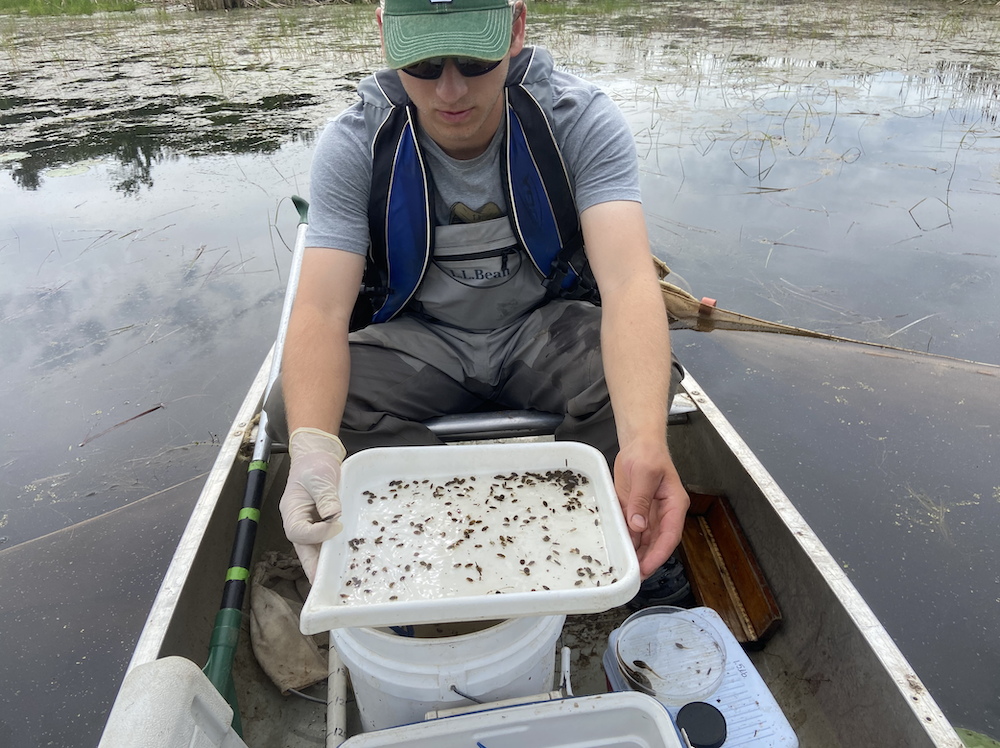 Man in boat with tray of small fish