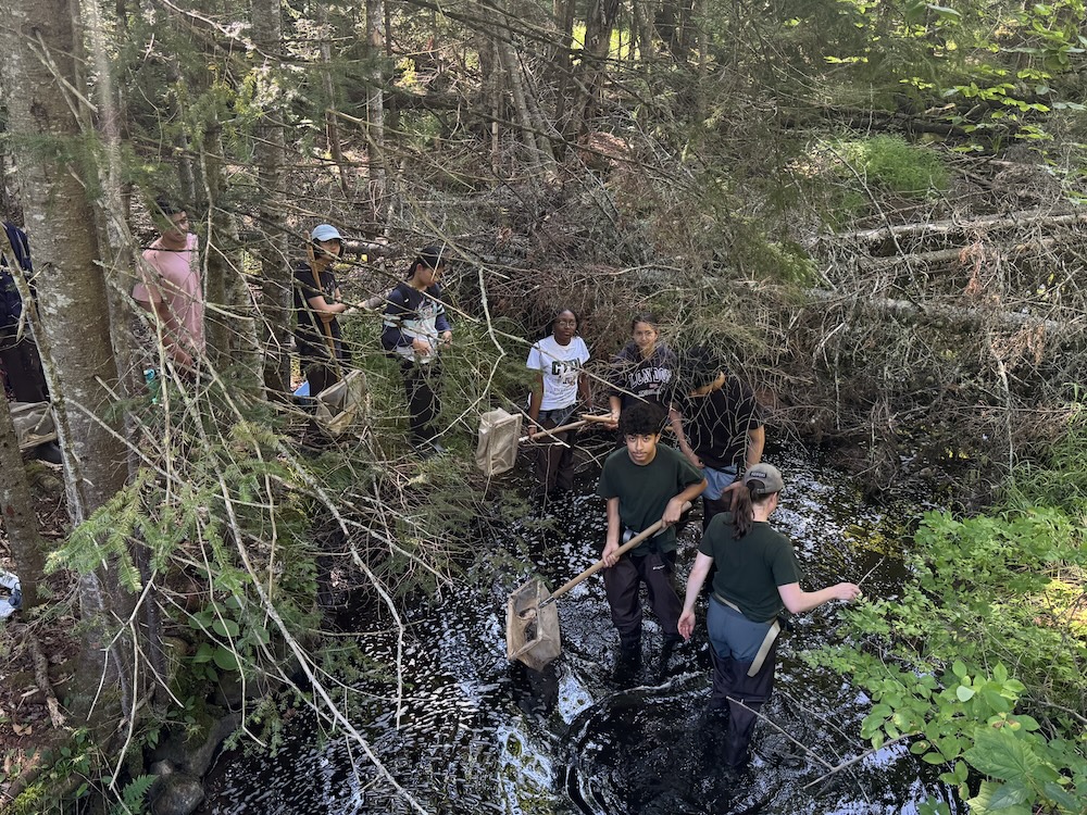 A group of students stands in a shallow woodland stream, using nets to collect and study aquatic organisms as part of a hands-on environmental science field investigation. Surrounded by dense trees, fallen branches, and natural vegetation, the group appears to be learning about freshwater ecosystems and stream health through direct observation and sampling.