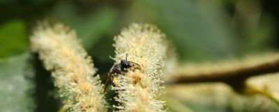 Rare chestnut mining bee