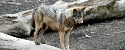 Wolf standing on a log amongst rocky terrain in British Columbia.