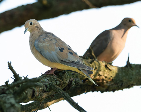 Mourning Doves,