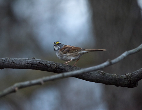 White-throated Sparrow