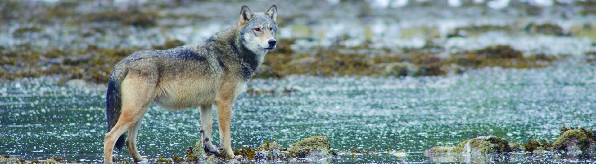 Wild Wolf along stream